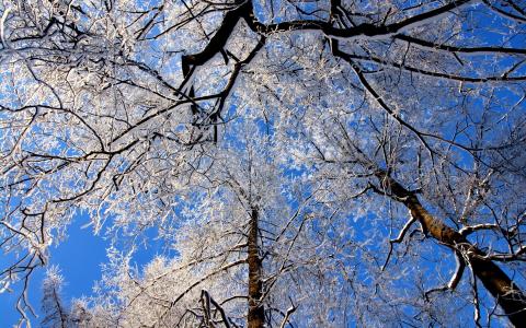 天空，树木在雪地里