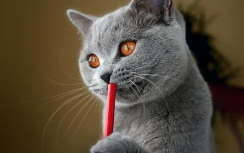 忧郁的猫，红铅笔
