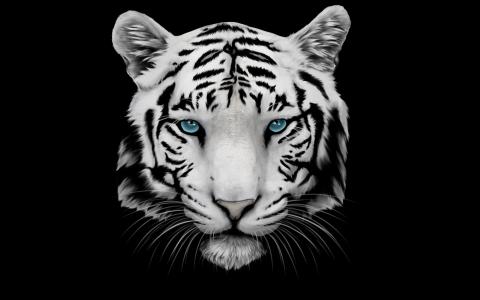老虎，而且，蓝色，眼睛，壁纸