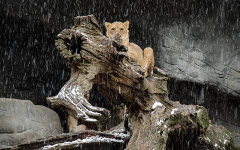 狮子，野猫，捕食者，日志，降雪