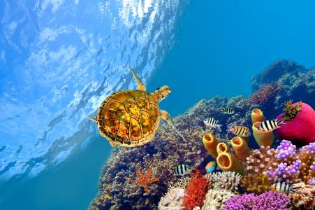 龟，鱼，珊瑚，海星，海洋，水
