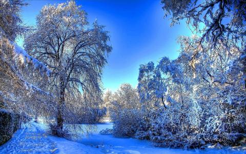 冬天，森林，树木，痕迹，雪，树枝