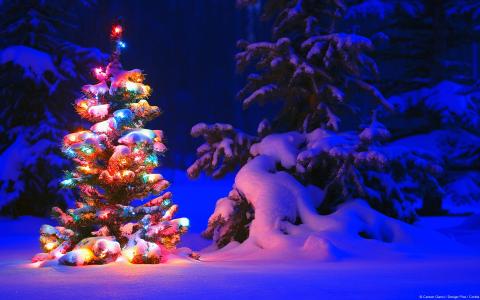 新，一年，冬天，雪，装饰，圣诞树
