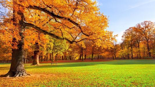 金色的秋天，公园