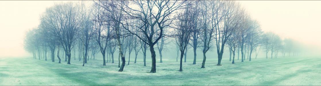 树木，雾，自然