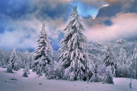 雪，云杉，树木