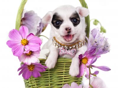 狗，小狗，吉娃娃，衣领，篮子，鲜花，kosmeja
