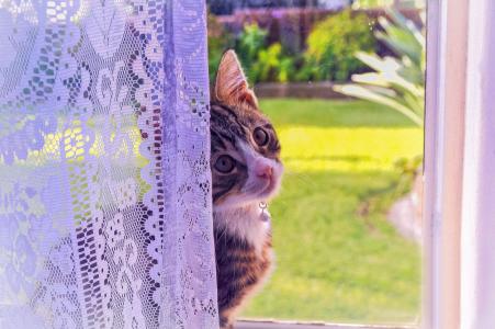 猫，看，窗口，小猫