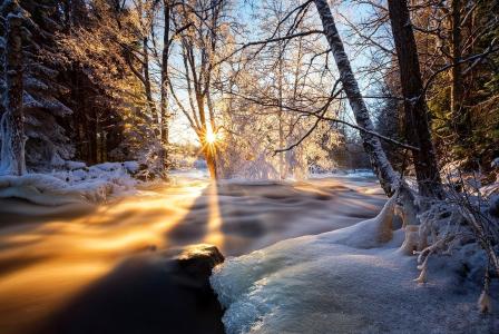 树，雪，冰，河，水，日出，太阳，冬天