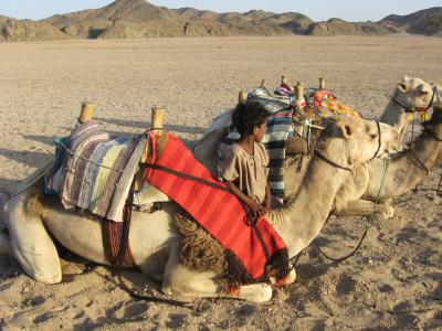 骆驼，沙漠，埃及，男孩，休息