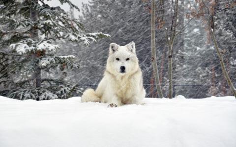 狗，看，雪，冬天