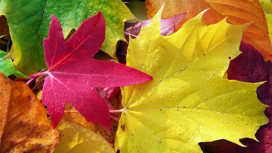 秋天，叶子，枫叶，滴，颜色