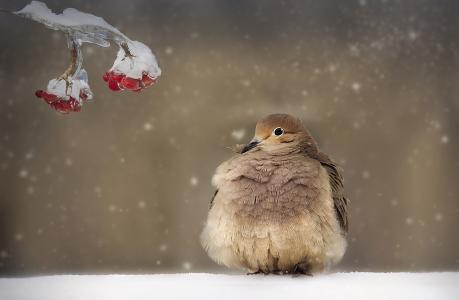 雪，分支，冰，浆果，鸟，冬天