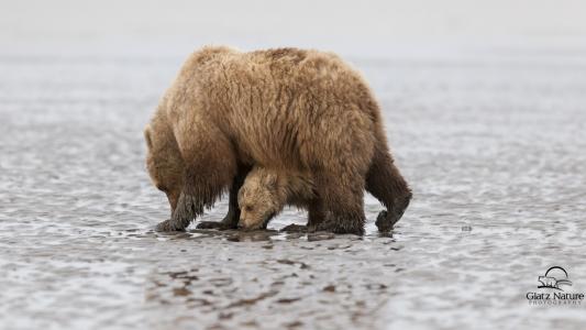克拉克湖国家公园，阿拉斯加州，阿拉斯加州，熊，熊，小熊，幼崽