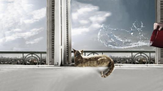 猫，猫，水，窗口
