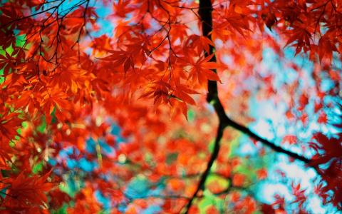树枝，叶子，叶子，秋天，颜色
