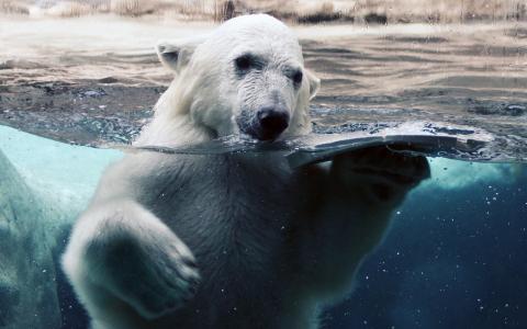 白熊，在水之下的照片