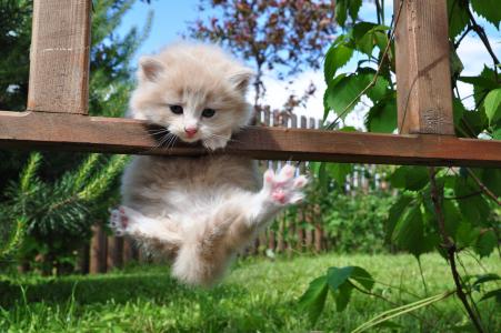 翻越围栏的猫咪