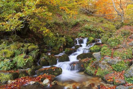 秋天，森林，树木，瀑布，河流，石头，性质