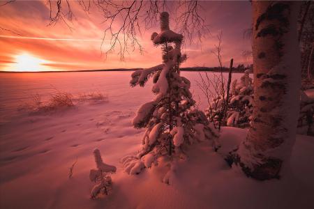 景观，性质，冬天，雪，冷杉，日落，芬兰