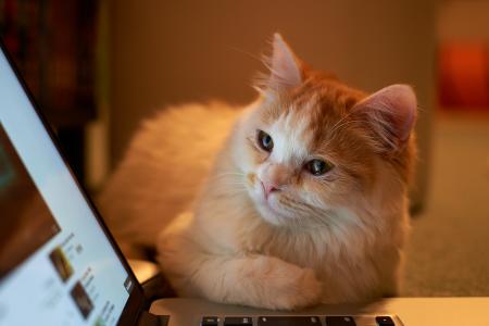 笔记本电脑，猫，猫