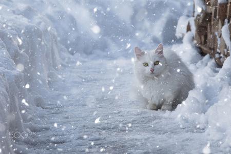 冬天，雪，白色，猫