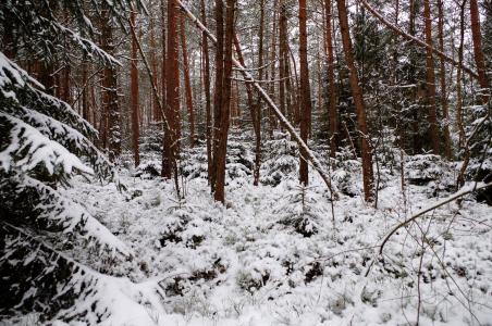 冬天，森林，雪，景观