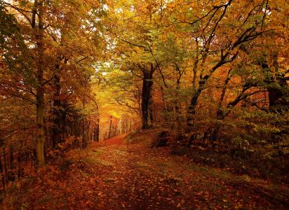 秋天，森林，道路，景观