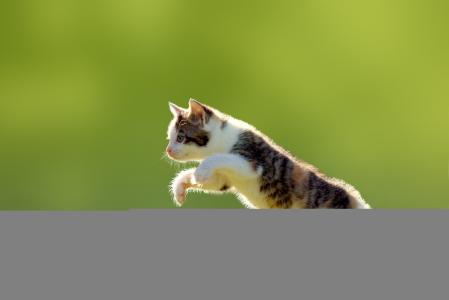 小猫，跳，草