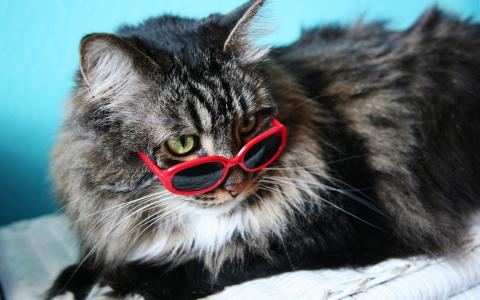 时尚的猫，眼镜