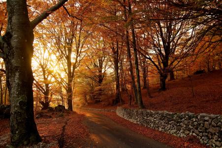 秋天，道路，树木，景观