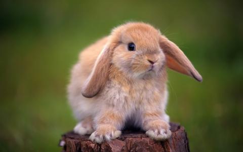 兔子，耳朵，树桩
