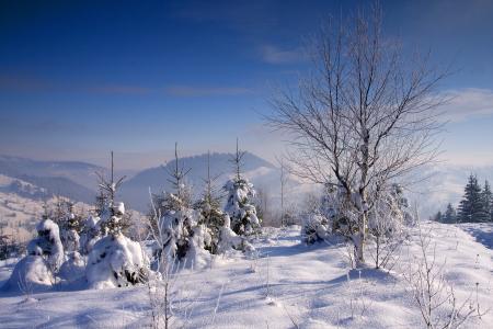 冬天，雪，树，景观
