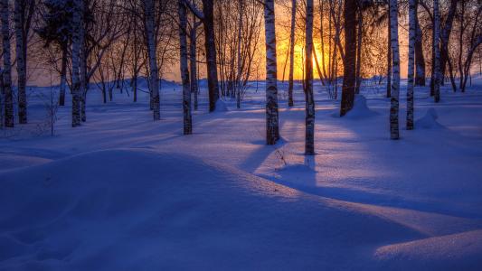 树，森林，冬天，雪，日落，性质
