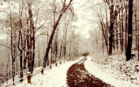 雪，冬天，路径，森林，树木