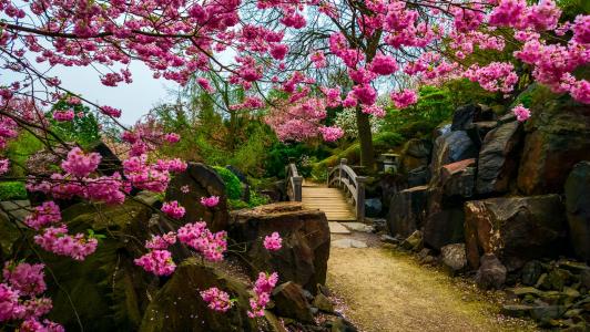 日本的花园，桥，樱花，树，鲜花