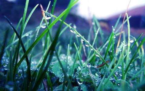 草，露水，雨，滴
