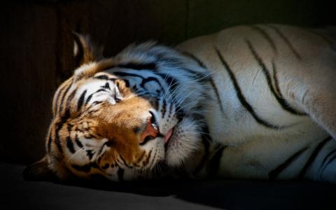 老虎，捕食者，梦想