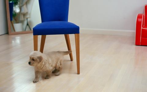 蓝色椅子，狗