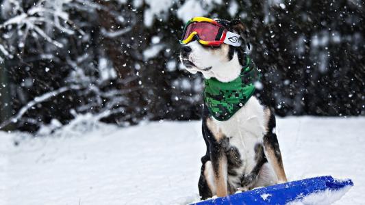 狗，在，雪，壁纸