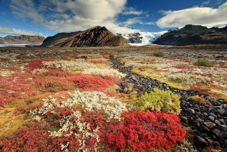 冰岛，山脉，石头，田野，植物，景观