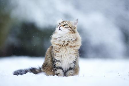 猫，冬天，看，雪，毛茸茸，猫，雪