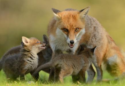 狐狸，狐狸，狐狸，幼崽，孩子，母亲，看