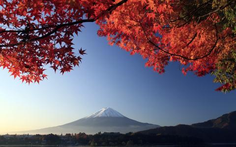 日本，fujiam，山，火山，树，分支机构
