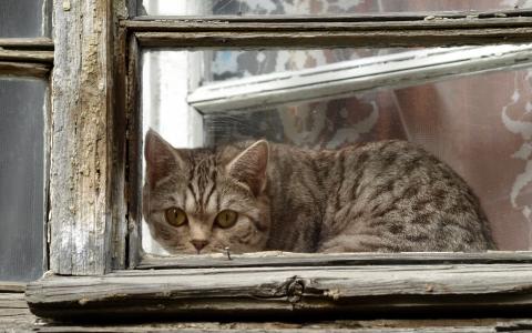 视线，窗口，猫