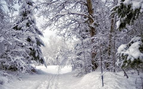 冬天，雪，森林，道路