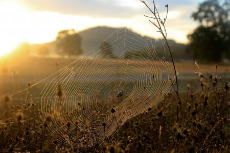 蜘蛛，蜘蛛网，草，黎明，太阳，早上，植物