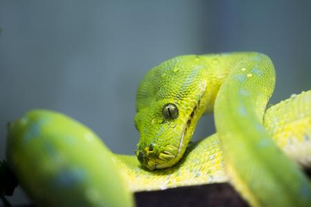 蛇，蟒蛇，绿色，爬行动物，鳞片，宏观