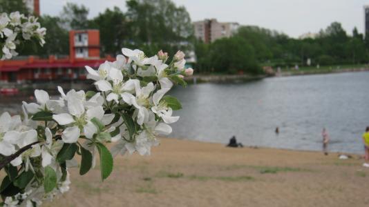 苹果树，Olginskoe湖，彼得