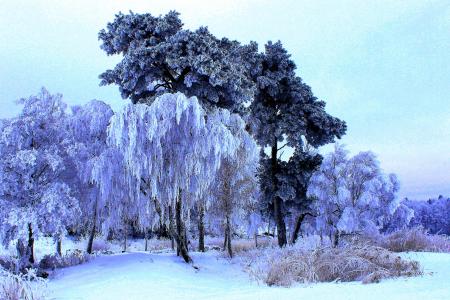 冬天，树木，性质